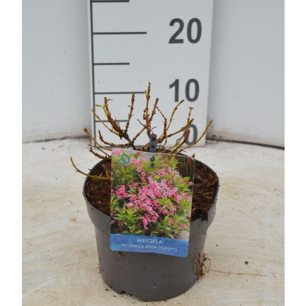 Weigelie, (Weigela), Sorte: Picobella Rosa, im 17cm Topf, ca 25cm hoch