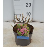 Weigelie, (Weigela), Sorte: Picobella Rosa, im 17cm Topf, ca 25cm hoch