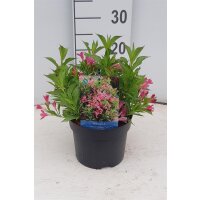 Weigelie, (Weigela), Sorte: Picobella Rosa, im 17cm Topf, ca 25cm hoch