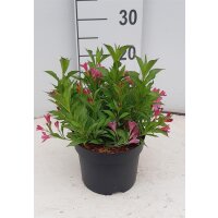 Weigelie, (Weigela), Sorte: Picobella Rosa, im 17cm Topf, ca 25cm hoch