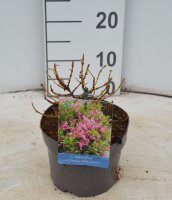 Weigelie, (Weigela), Sorte: Picobella Rosa, im 17cm Topf,...