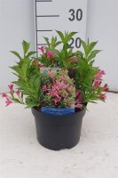 Weigelie, (Weigela), Sorte: Picobella Rosa, im 17cm Topf,...