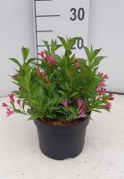 Weigelie, (Weigela), Sorte: Picobella Rosa, im 17cm Topf, ca 25cm hoch