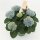 Hortensie, (Hydrangea), Sorte: Magical Revolution Blau, im 12cm Topf, ca. 30cm hoch