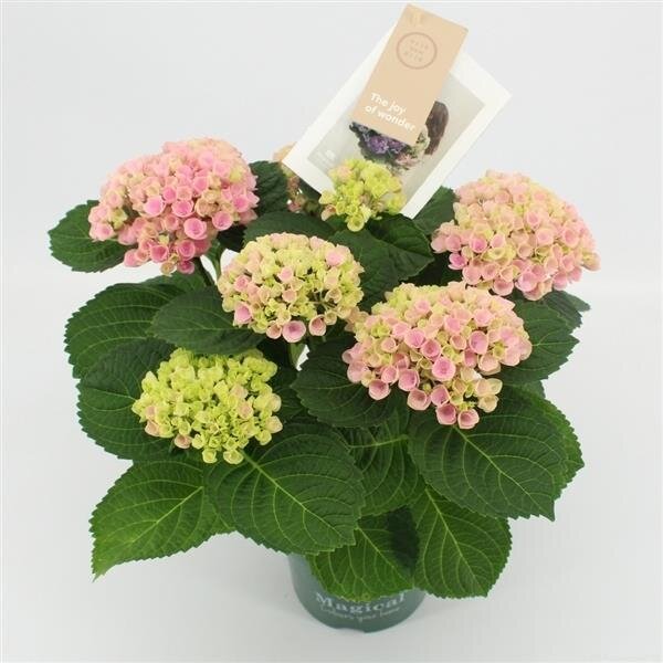 Hortensie, (Hydrangea), Sorte: Magical Revolution Rosa, im 12cm Topf, ca. 30cm hoch