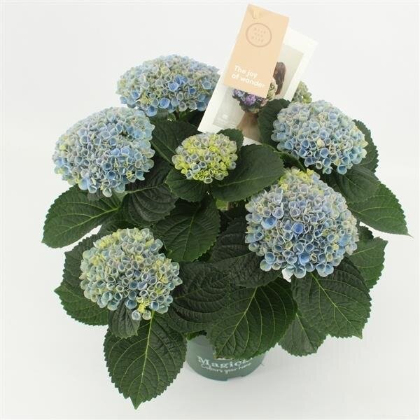 Hortensie, (Hydrangea), Sorte: Magical Revolution Blau, im 14cm Topf, ca. 40cm hoch