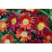 Eisblume, (Delosperma), Sorte: Wheels of Wonder Hot Orange