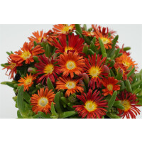 Eisblume, (Delosperma), Sorte: Wheels of Wonder Hot Orange