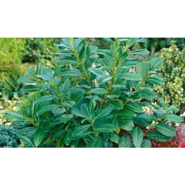 Lorbeerkirsche, (Prunus laurocerasus), Sorte: Novita, im XXcm Topf, ca. 125cm hoch