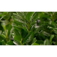 Lorbeerkirsche, (Prunus laurocerasus), Sorte: Novita, im XXcm Topf, ca. 125cm hoch