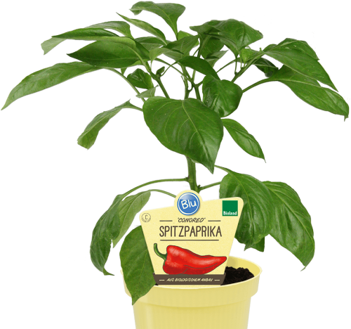 Bio-Spitzpaprika, (Capsicum annuum), Sorte: Conored, im 12cm Topf