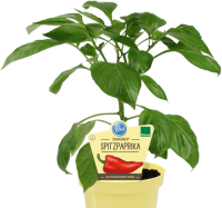 Bio-Spitzpaprika, (Capsicum annuum), Sorte: Conored, im...