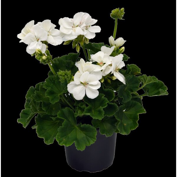 Geranie stehend, (Pelargonium zonale), Sorte: Lasse