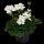 Geranie stehend, (Pelargonium zonale), Sorte: Lasse