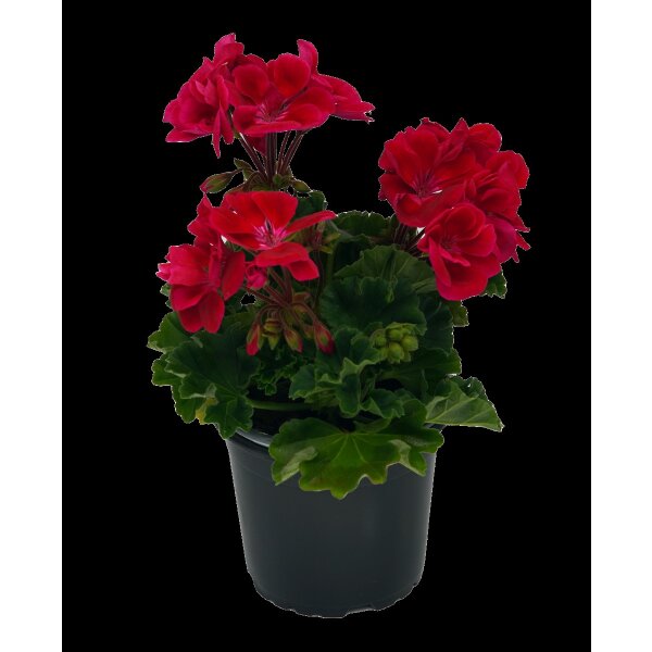 Geranie stehend, (Pelargonium zonale), Sorte: Senna