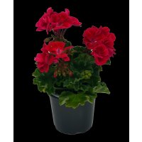 Geranie stehend, (Pelargonium zonale), Sorte: Senna