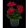 Geranie stehend, (Pelargonium zonale), Sorte: Senna