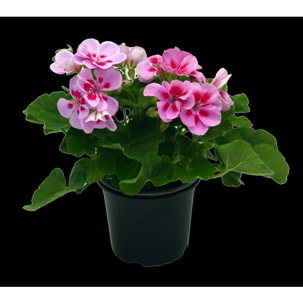 Geranie stehend, (Pelargonium zonale), Sorte: Vera