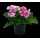 Geranie stehend, (Pelargonium zonale), Sorte: Vera