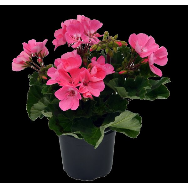 Geranie stehend, (Pelargonium zonale), Sorte: Anne