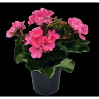 Geranie stehend, (Pelargonium zonale), Sorte: Anne