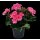 Geranie stehend, (Pelargonium zonale), Sorte: Anne