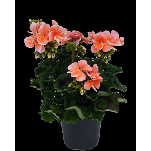 Geranie stehend, (Pelargonium zonale), Sorte: Emma