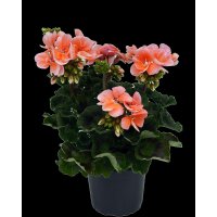 Geranie stehend, (Pelargonium zonale), Sorte: Emma