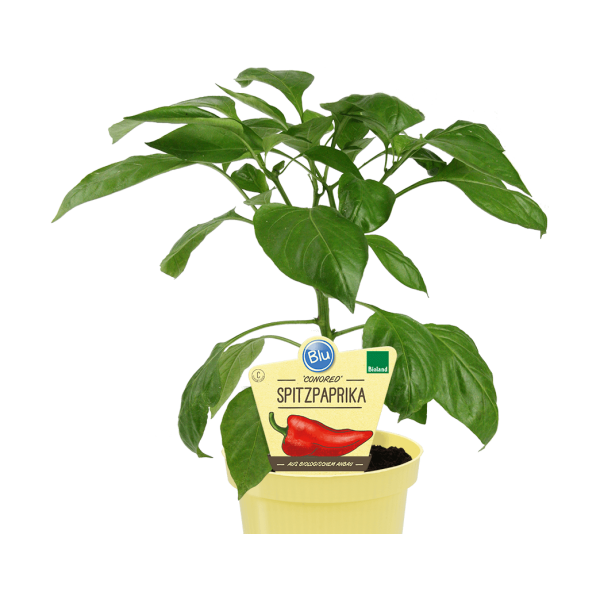 Bio-Spitzpaprika, (Capsicum annuum), Sorte: Conored, im 12cm Topf, 2 Pflanzen im Set