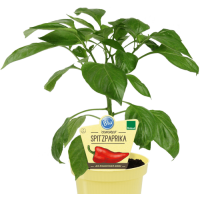 Bio-Spitzpaprika, (Capsicum annuum), Sorte: Conored, im 12cm Topf, 2 Pflanzen im Set