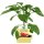 Bio-Spitzpaprika, (Capsicum annuum), Sorte: Conored, im 12cm Topf, 3 Pflanzen im Set