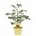Bio-Tomate Buschtomate, (Lycopersicon esculentum), je im 12cm Topf, 2 Pflanzen im Set