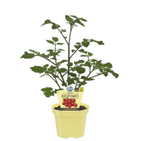 Bio-Tomate Buschtomate, (Lycopersicon esculentum), je im...