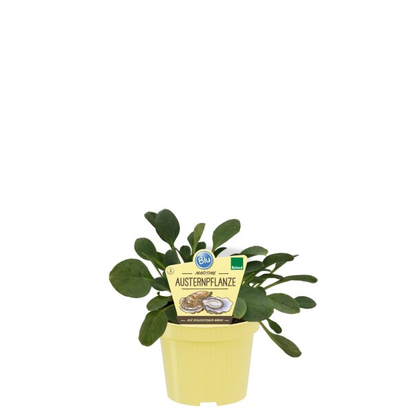 Maritime Austernpflanze, (Mertensia maritima), im 12cm Topf