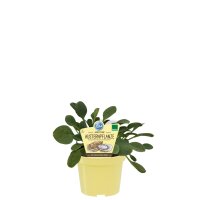 Maritime Austernpflanze, (Mertensia maritima), im 12cm Topf