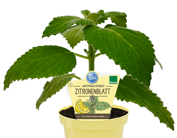 Bio Australisches Zitronenblatt (Plectranthus species) im 12cm Topf