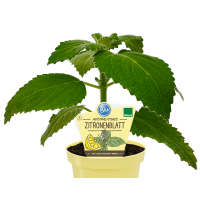 Bio Australisches Zitronenblatt (Plectranthus species) im 12cm Topf