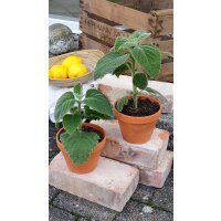 Bio Australisches Zitronenblatt (Plectranthus species) im 12cm Topf