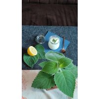 Bio Australisches Zitronenblatt (Plectranthus species) im 12cm Topf