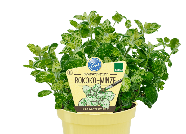 Bio Minze Rokoko (Mentha suaveolens calixte) im 12cm Topf