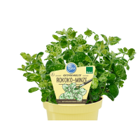 Bio Minze Rokoko (Mentha suaveolens calixte) im 12cm Topf