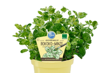 Bio Minze Rokoko (Mentha suaveolens calixte) im 12cm Topf