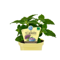 Bio Tee-Monarde (Monarda didyma) im 12cm Topf
