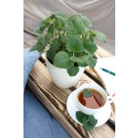 Bio Tee-Monarde (Monarda didyma) im 12cm Topf