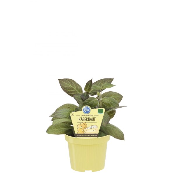 Bio Käsekraut, (Paederia lanuginosa), im 12cm Topf, 2 Pflanzen im Set