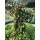 Bio Käsekraut, (Paederia lanuginosa), im 12cm Topf, 2 Pflanzen im Set