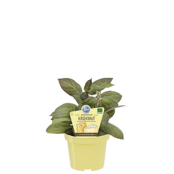 Bio Käsekraut, (Paederia lanuginosa), im 12cm Topf, 3 Pflanzen im Set