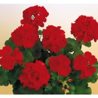 Geranie stehend, (Pelargonium zonale), Sorte: Friesia, 12 Pflanzen im Set