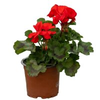 Geranie stehend, (Pelargonium zonale), Sorte: Friesia, 12 Pflanzen im Set