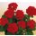 Geranie stehend, (Pelargonium zonale), Sorte: Friesia, 12 Pflanzen im Set